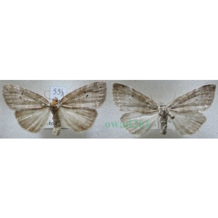 Ochropacha duplaris (Linnaeus, 1761) pair Falica dwojnica Czech55j